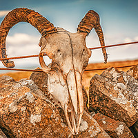 Buy canvas prints of Ram's Skull on the summit of Buckden Pike by Peter Stuart