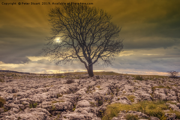 Lonely Tree above Malham Picture Board by Peter Stuart