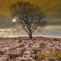 Buy canvas prints of Lonely Tree above Malham by Peter Stuart