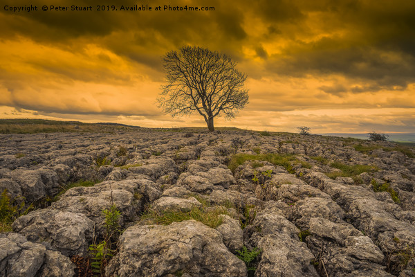 Malham Lone Tree Picture Board by Peter Stuart