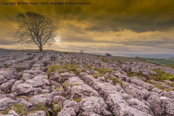 Malham Lone Tree Picture Board by Peter Stuart