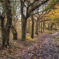 Buy canvas prints of The Mersey Forrest at Carr Mill by Peter Stuart