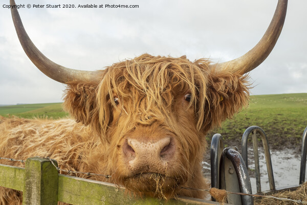 Helifield Highland Cattle Picture Board by Peter Stuart