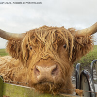Buy canvas prints of Helifield Highland Cattle by Peter Stuart
