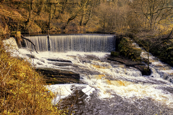 Birkacre Weir at Yarrow Country Park near Chorley  Picture Board by Peter Stuart