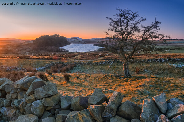 Hadrians Wall near the Sill at Once Brewed Picture Board by Peter Stuart