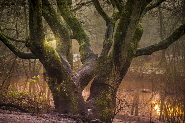 Light throgh trees at Sankey Valley in St Helens Picture Board by Peter Stuart