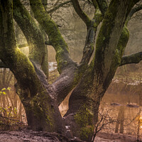 Buy canvas prints of Light throgh trees at Sankey Valley in St Helens by Peter Stuart