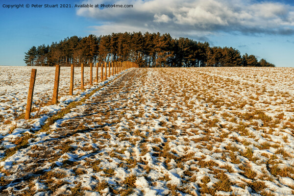 Field and trees and snow and blue sky Picture Board by Peter Stuart