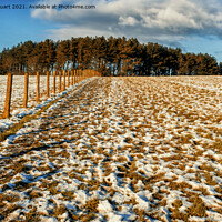 Buy canvas prints of Field and trees and snow and blue sky by Peter Stuart