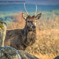 Buy canvas prints of Deer at Ranoch Station by Peter Stuart