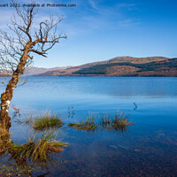 Buy canvas prints of lone tree on loch tay by Peter Stuart