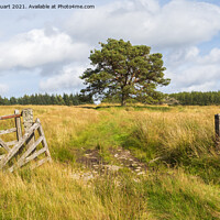 Buy canvas prints of The Rob Roy Way near Pitlochry by Peter Stuart