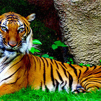 Buy canvas prints of Tiger, Tiger Burning Bright by Kabir Bakie