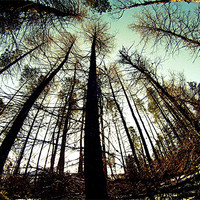 Buy canvas prints of Tree perspective by Jamie Craig
