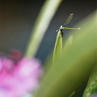 Buy canvas prints of Perching Dragonfly by Liam Spence