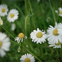Buy canvas prints of Daisy Daisy by Liam Spence