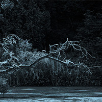 Buy canvas prints of Ghost Tree 2 by Liam Spence