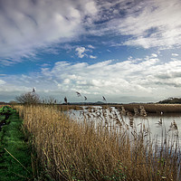 Buy canvas prints of The green track Somerset Levels by Dan Hopkins