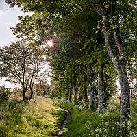 Buy canvas prints of The path by the birch trees by Dan Hopkins