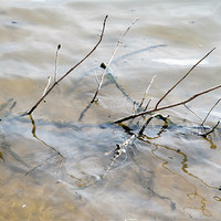 Buy canvas prints of Branches in water by Samantha Daniels