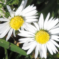 Buy canvas prints of Daisy's in the Sun by Samantha Daniels