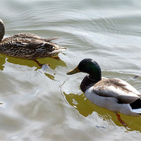 Buy canvas prints of Swimming ducks by Samantha Daniels
