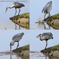 Buy canvas prints of The Hunting Heron. by David Birchall