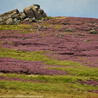 Buy canvas prints of Moorland heather in Yorkshire. by David Birchall