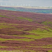 Buy canvas prints of Yorkshire moorland heather. by David Birchall
