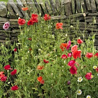Buy canvas prints of Poppies growing wild against a dry stone wall. by David Birchall