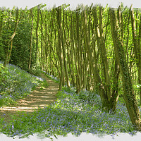 Buy canvas prints of Path through blue bell wood. by David Birchall