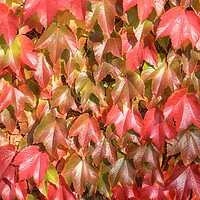 Buy canvas prints of The reds and golds of autumn. by David Birchall