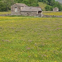 Buy canvas prints of Barn and wildflower meadow in the Dales. by David Birchall
