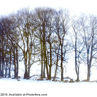 Buy canvas prints of Winter Trees by David Birchall
