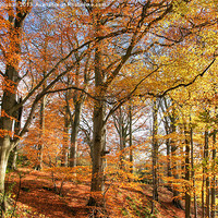 Buy canvas prints of Autumn Colour in Derbyshire by David Birchall