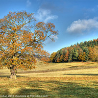 Buy canvas prints of Autumn Oak in Derbyshire by David Birchall