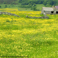 Buy canvas prints of Sea Of Buttercups by David Birchall