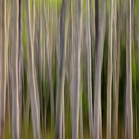Buy canvas prints of Abstract Aspens in Canada by David Birchall