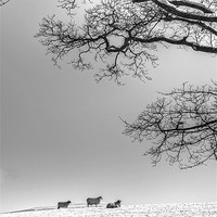 Buy canvas prints of Waiting For Spring. by David Birchall