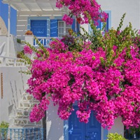 Buy canvas prints of House of Bougainvillea in Santorini. by David Birchall