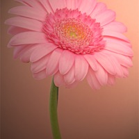Buy canvas prints of Pink Gerbora by David Birchall
