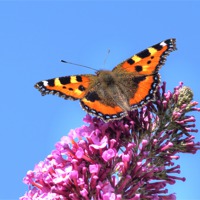 Buy canvas prints of Small Tortoishell Butterfly by David Birchall