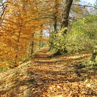 Buy canvas prints of Autumn Colour, Derbyshire by David Birchall