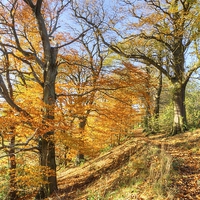 Buy canvas prints of Autumn Colour, Derbyshire by David Birchall