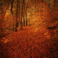 Buy canvas prints of Autumn Walkway, Derbyshire by David Birchall