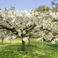 Buy canvas prints of White April Blossom by David Birchall
