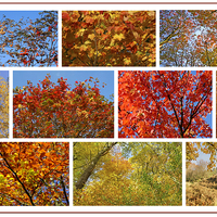Buy canvas prints of Colours Of Autumn Collage by David Birchall