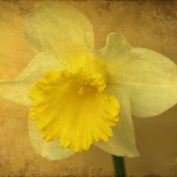 Buy canvas prints of Daffodil Narcissus by David Birchall