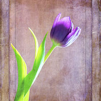 Buy canvas prints of Textured Tulip by David Birchall